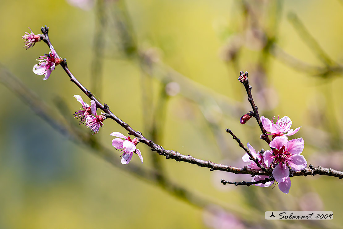 Prunus persica - Pesco