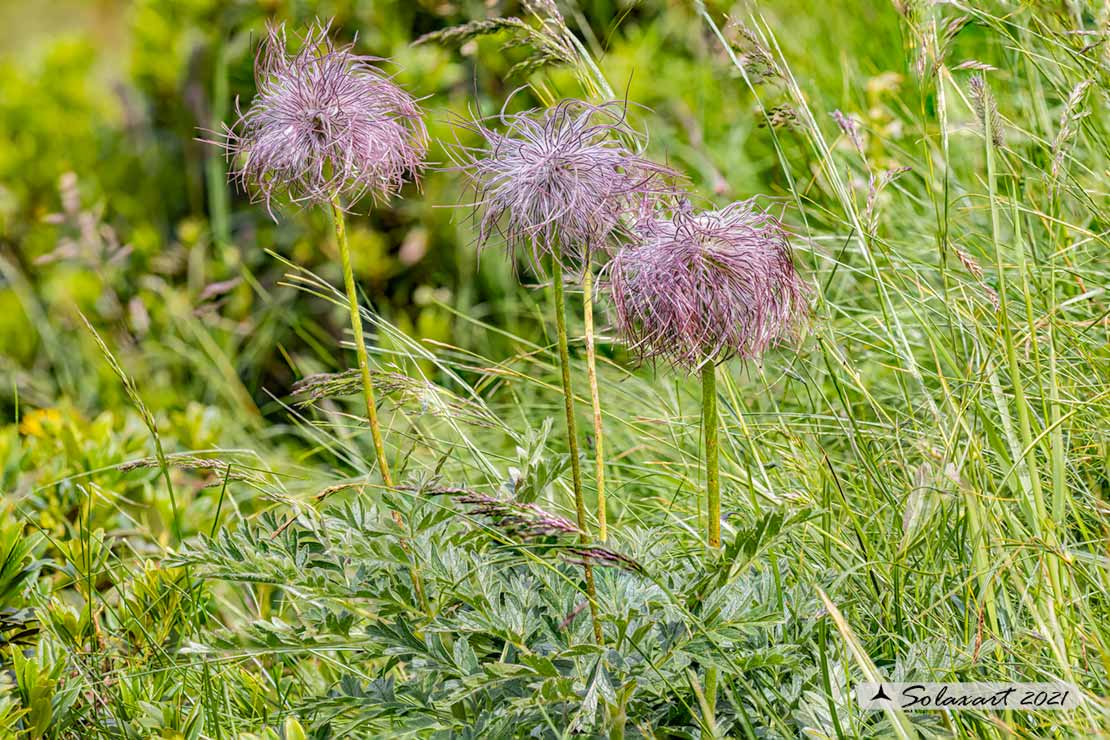 Pulsatilla alpina subsp. apiifolia - Anemone sulfurea