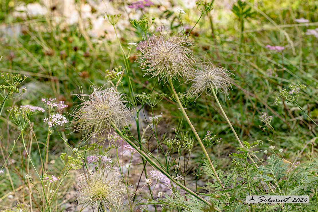 Pulsatilla alpina subsp. apiifolia - Anemone sulfurea