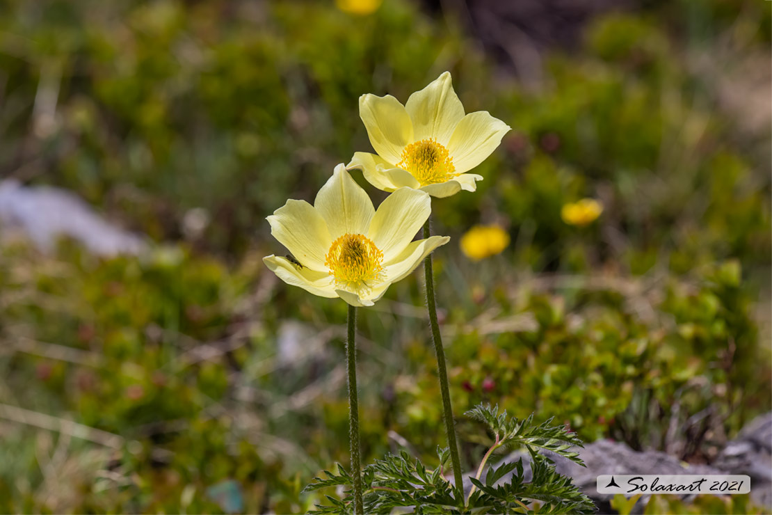 Pulsatilla alpina subsp. apiifolia - Anemone sulfurea