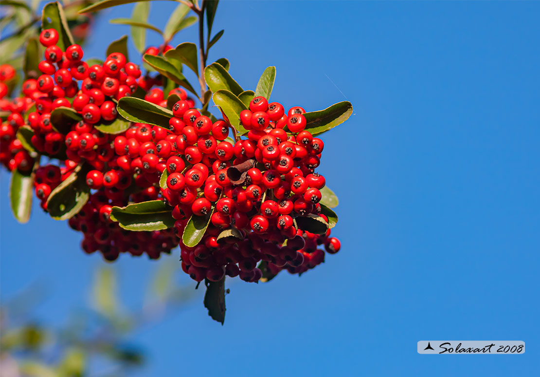 Pyracantha coccinea