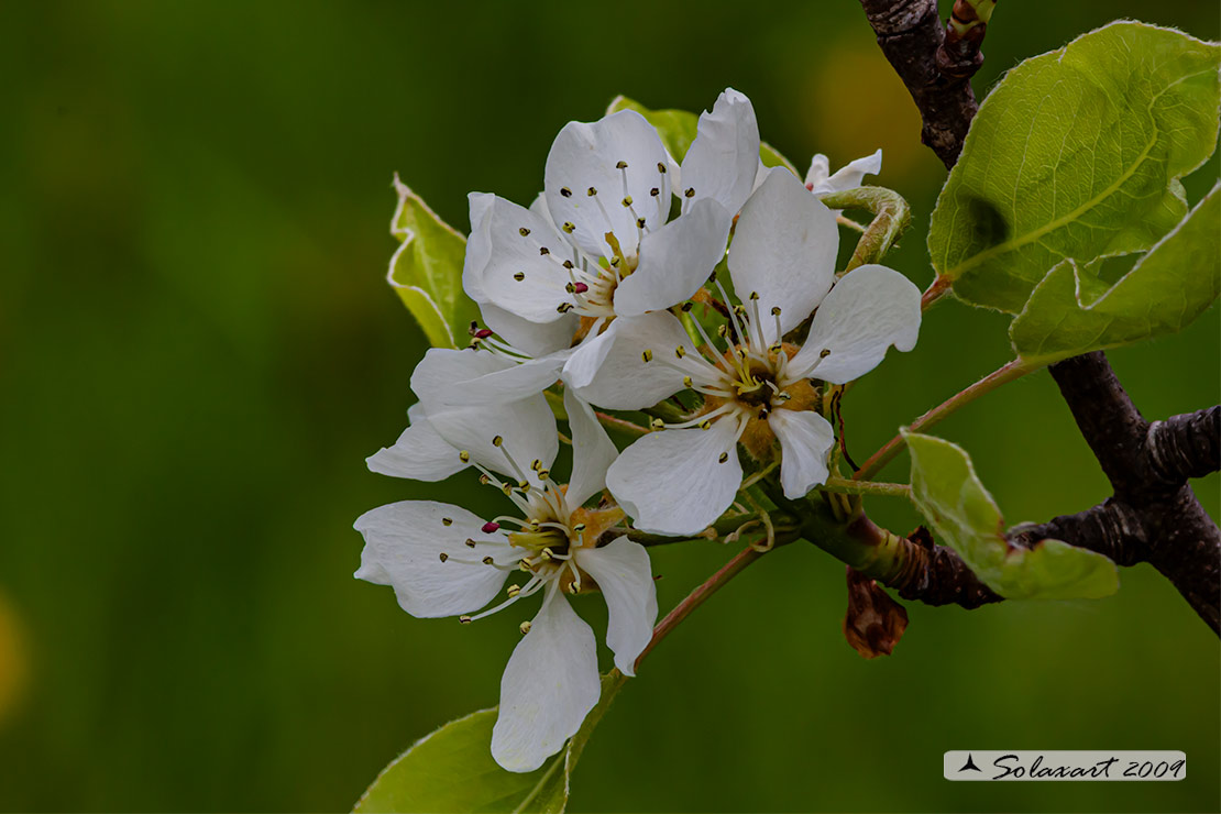 Pyrus communis - Pero