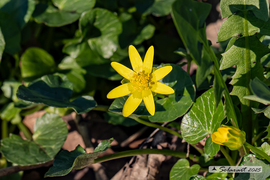 Ranunculus ficaria