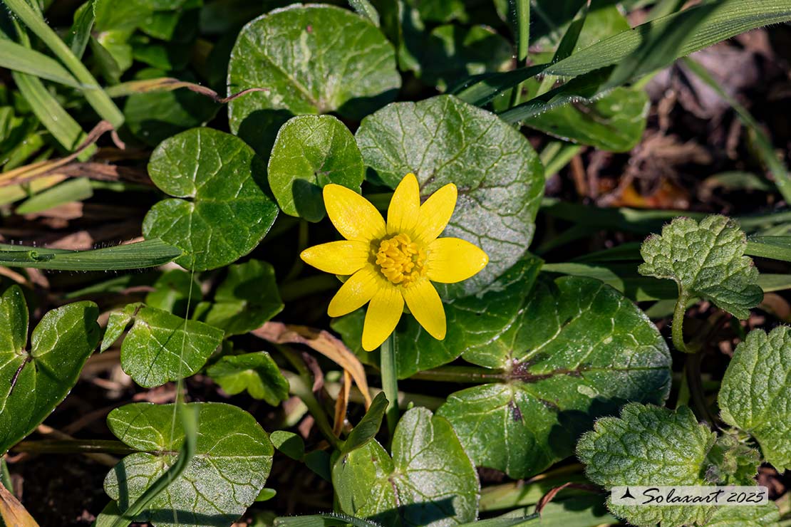 Ranunculus ficaria