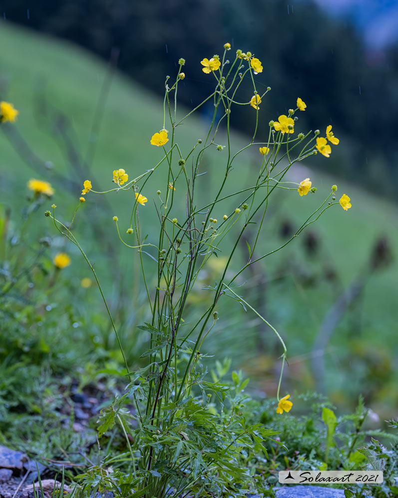 Ranunculus acris