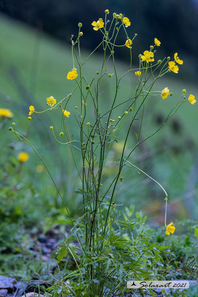 Ranunculus acris