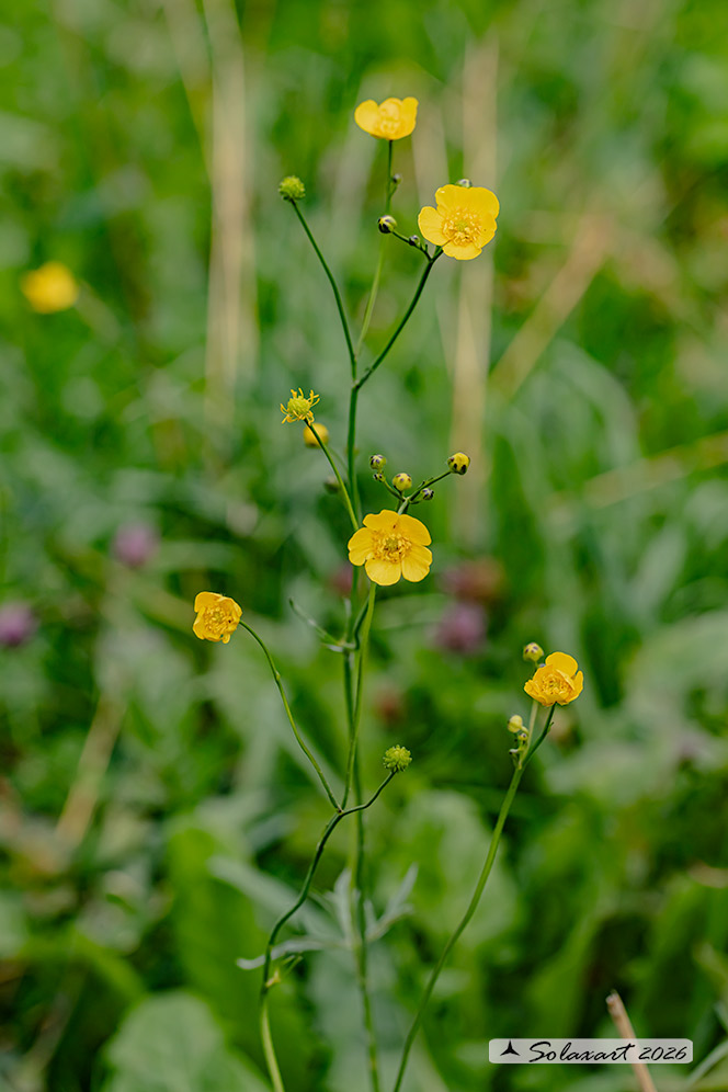 Ranunculus acris
