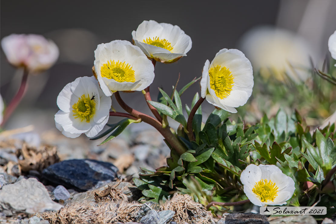 Ranunculus alpestris