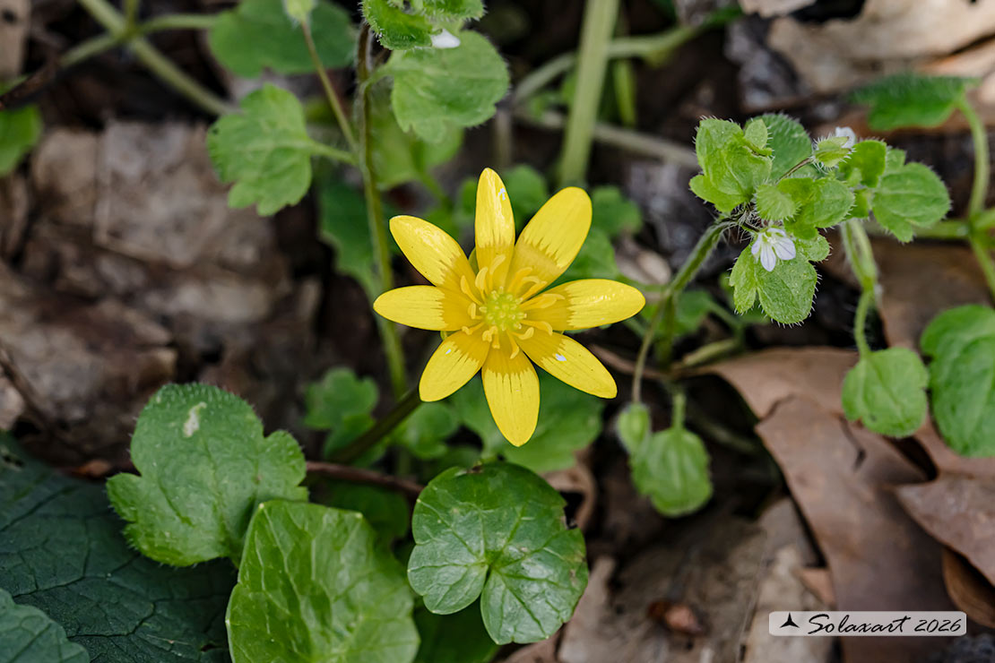 Ficaria verna