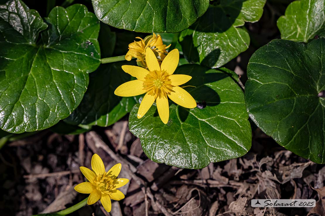 Ranunculus ficaria