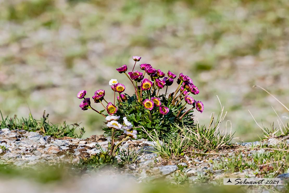 Ranunculus glacialis