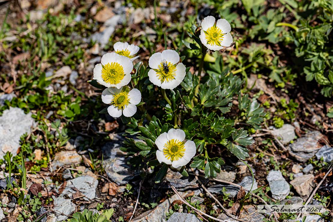 Ranunculus glacialis