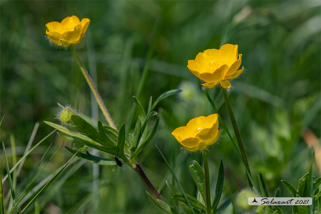 Ranunculus montanus