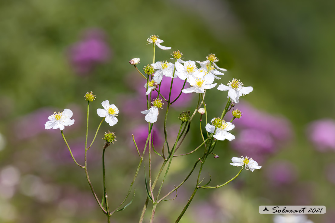 Ranunculus platanifolius