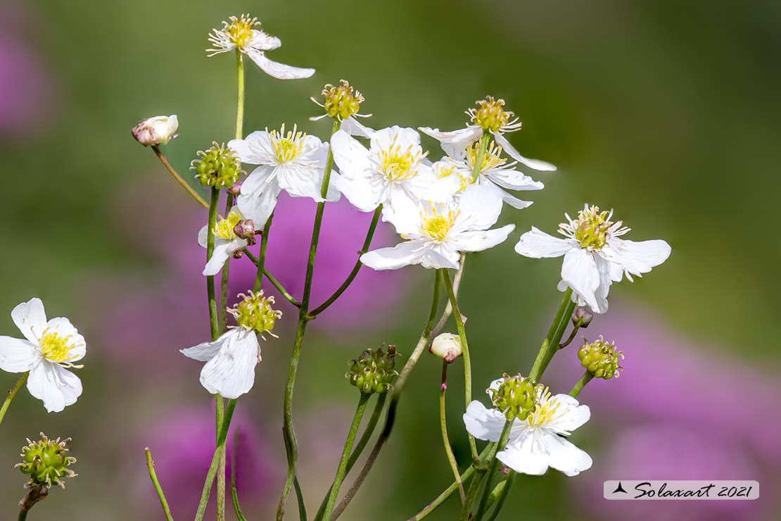 Ranunculus platanifolius