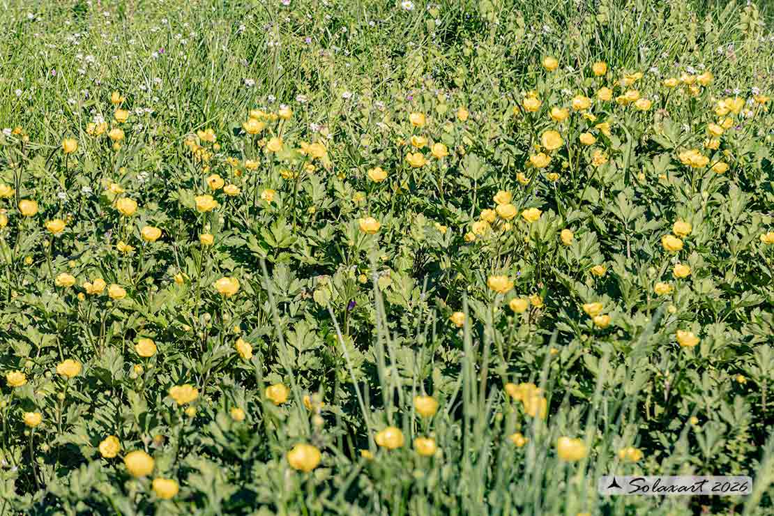 Ranunculus repens