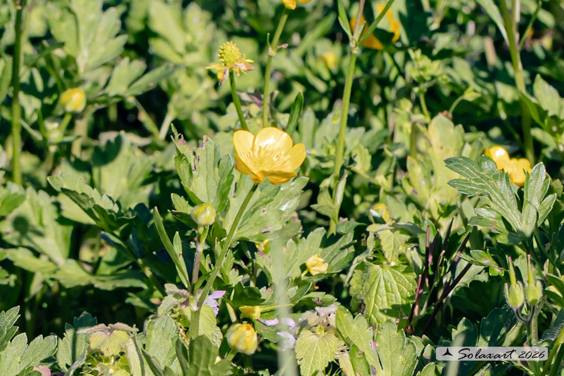 Ranunculus repens