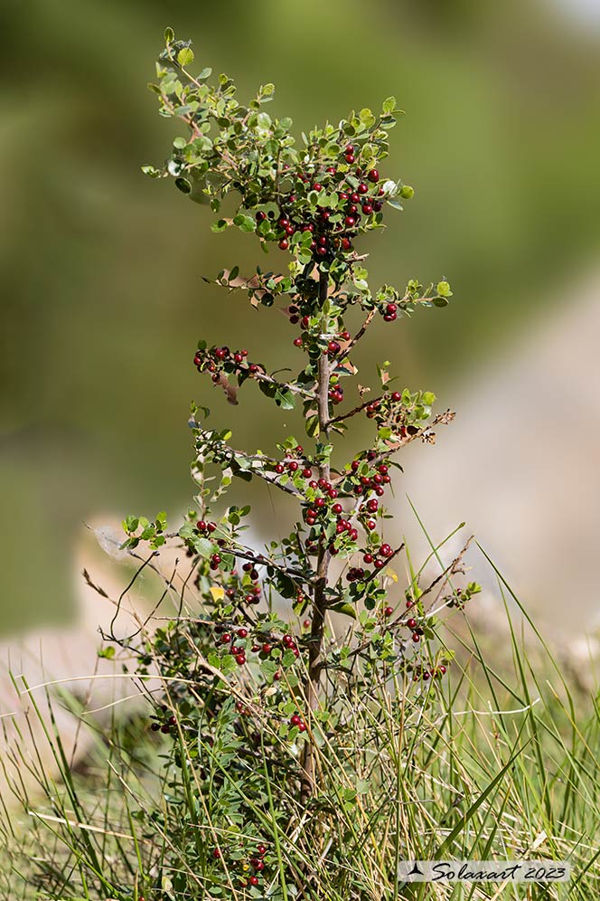 Rhamnus alaternus-  Bacca rossa spinosa