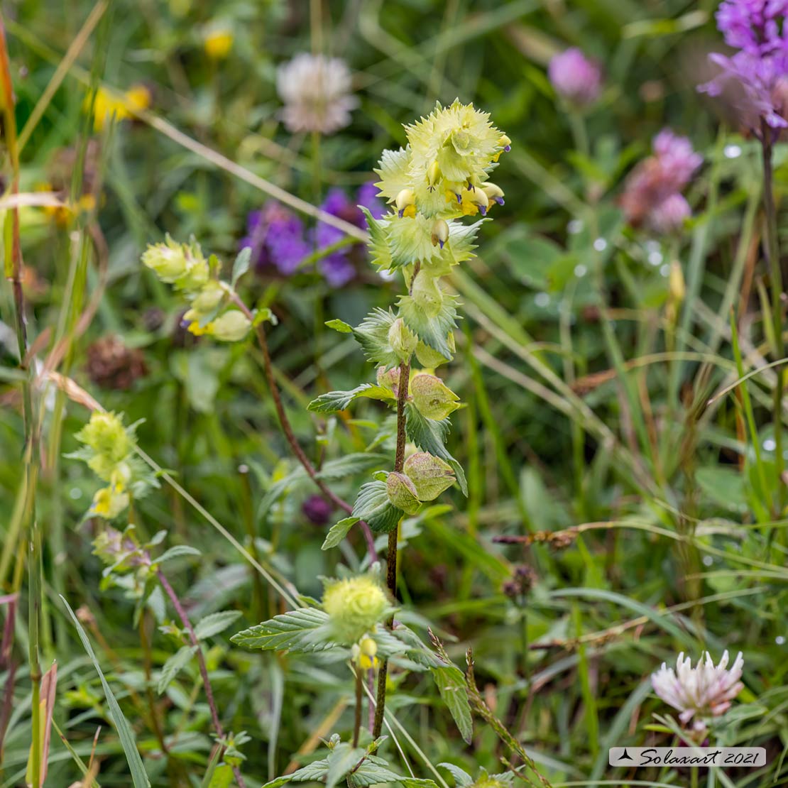 Rhinanthus alectorolophus