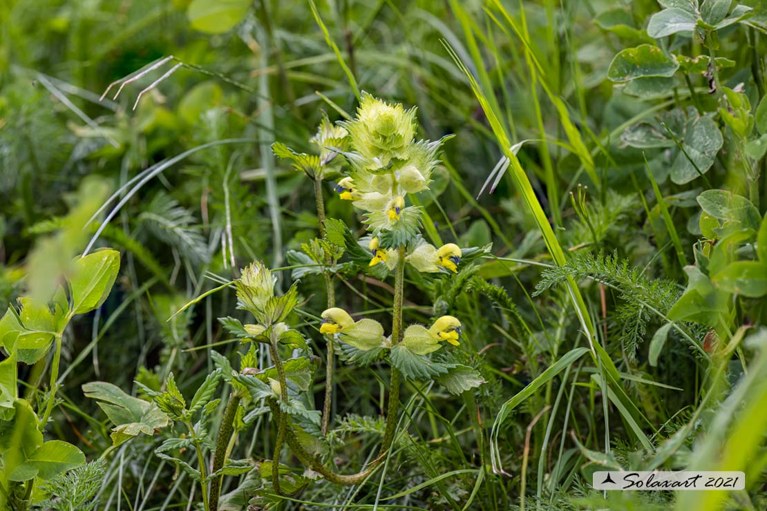 Rhinanthus alectorolophus