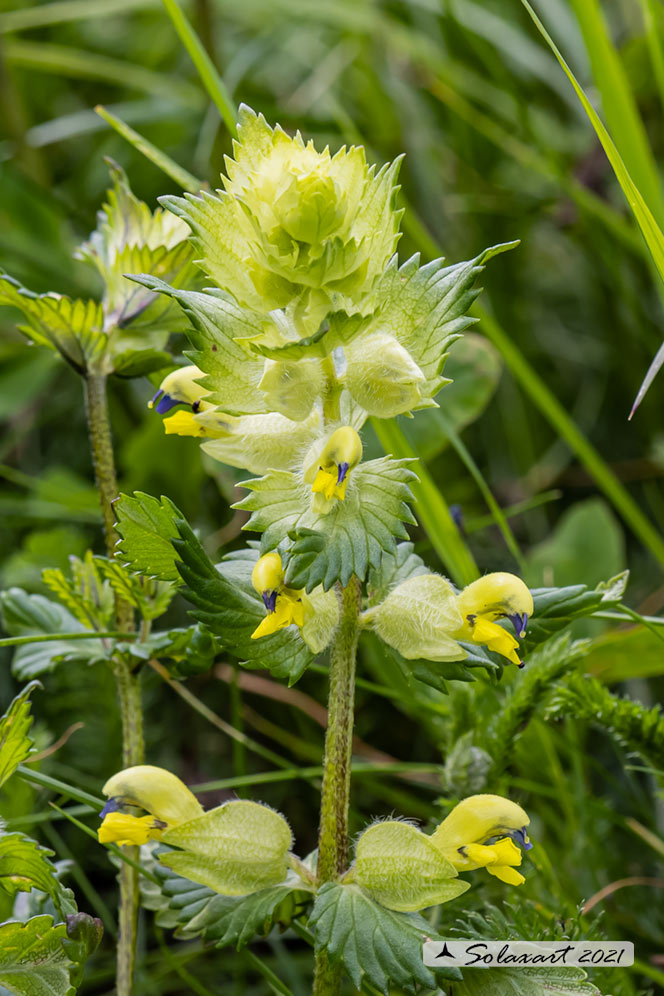 Rhinanthus alectorolophus