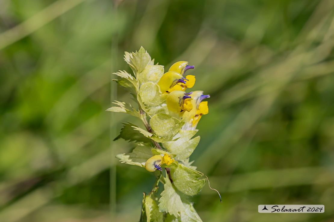 Rhinanthus alectorolophus