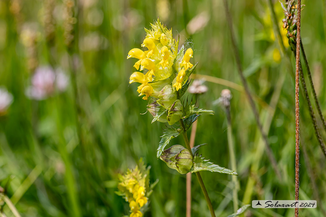 Rhinanthus angustifolius 
