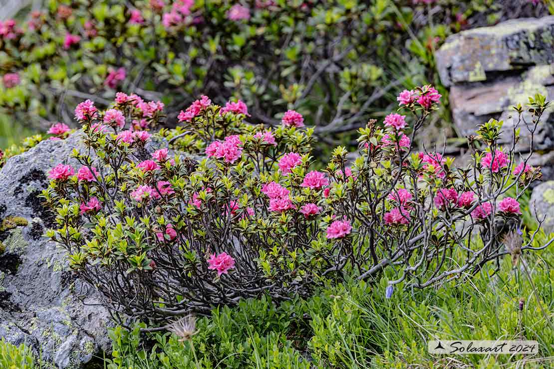 Rhododendron ferrugineum