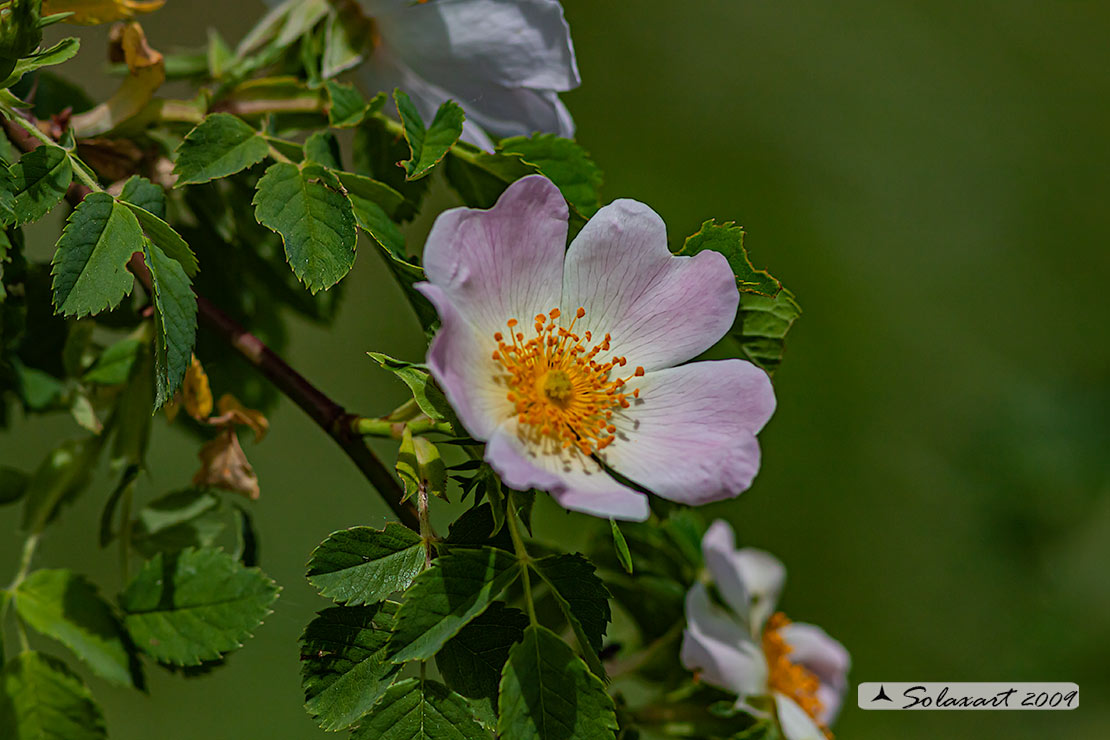 Rosa canina