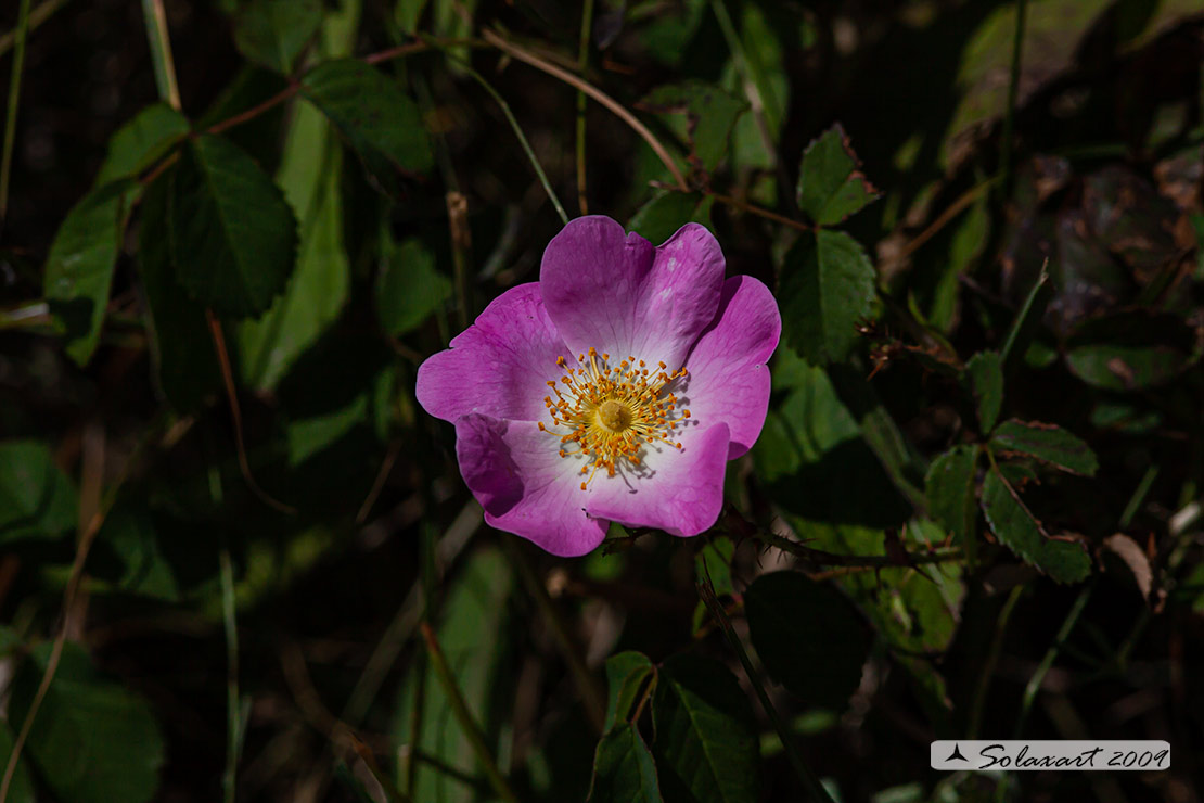 Rosa canina