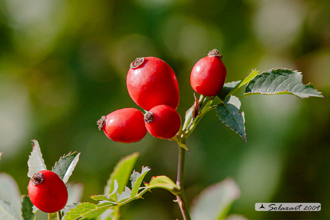 Rosa canina