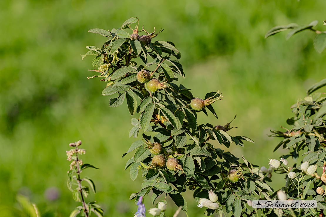 Rosa villosa