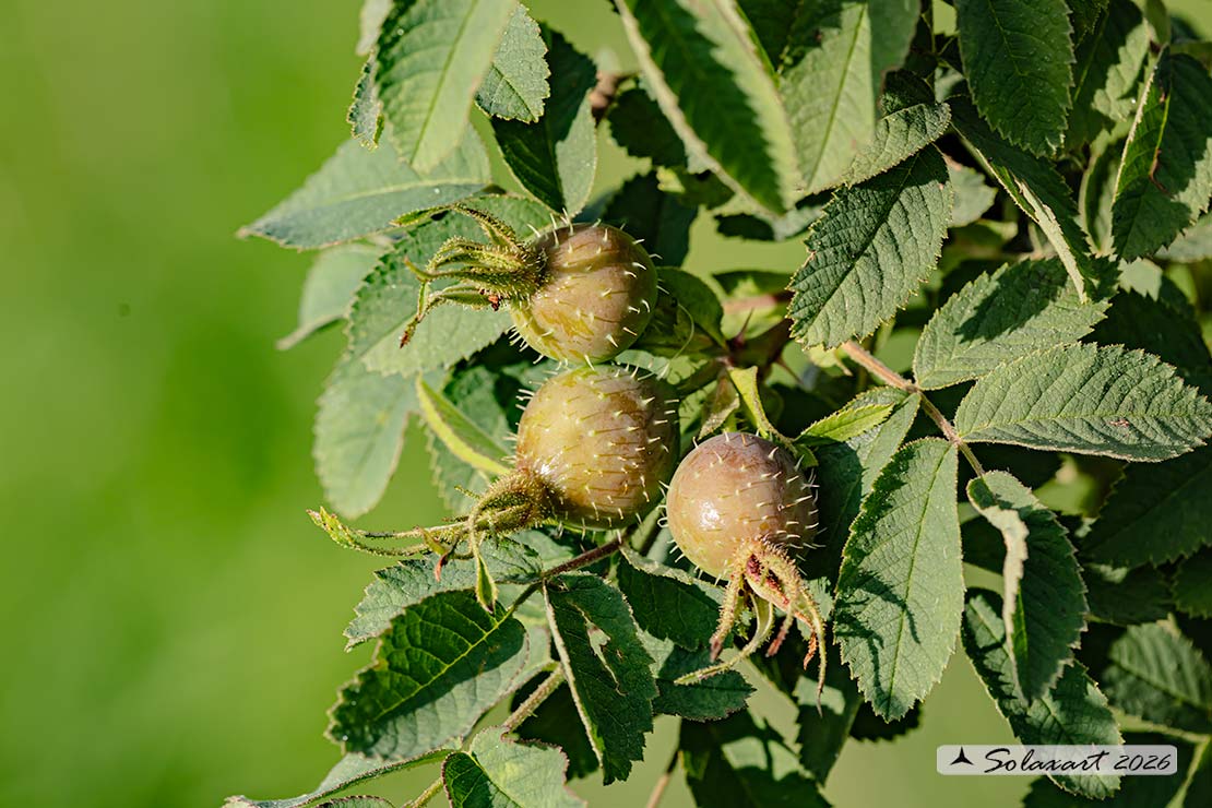Rosa villosa