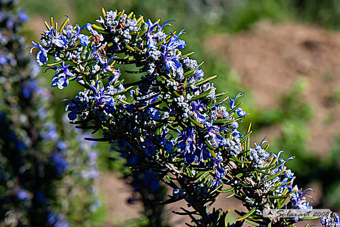 Rosmarinus officinalis