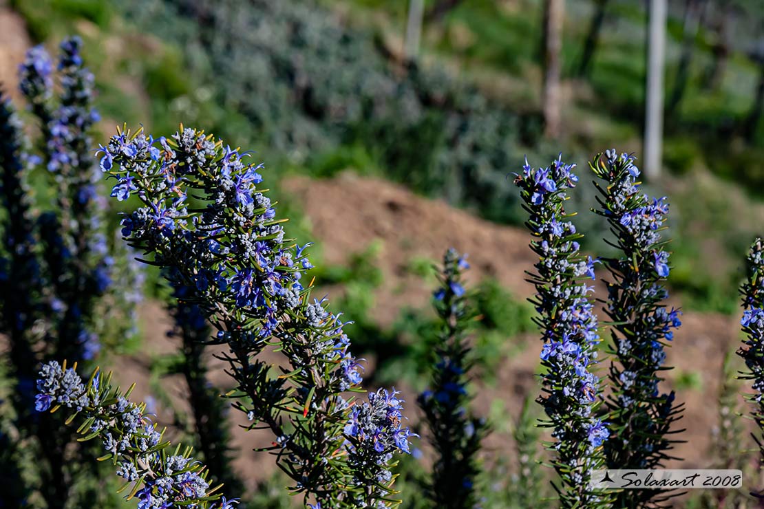 Rosmarinus officinalis