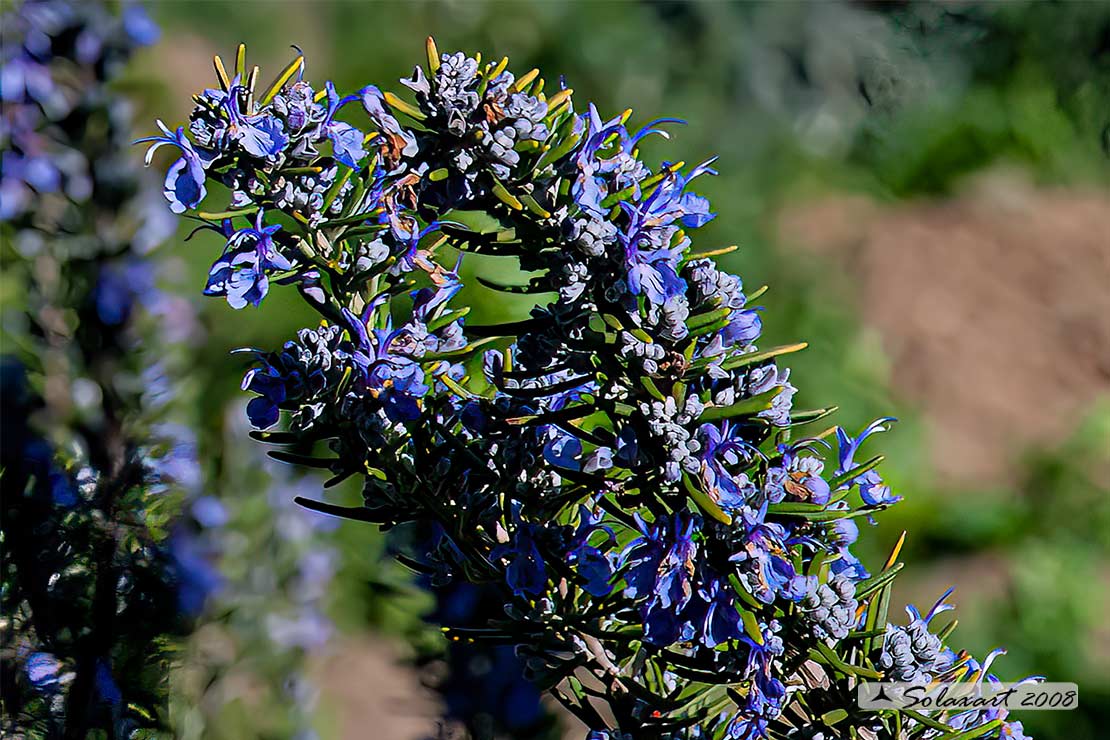 Rosmarinus officinalis