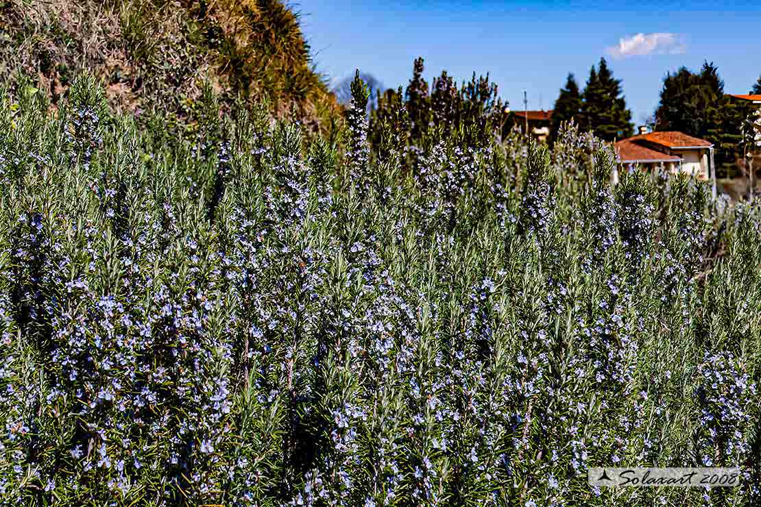 Rosmarinus officinalis