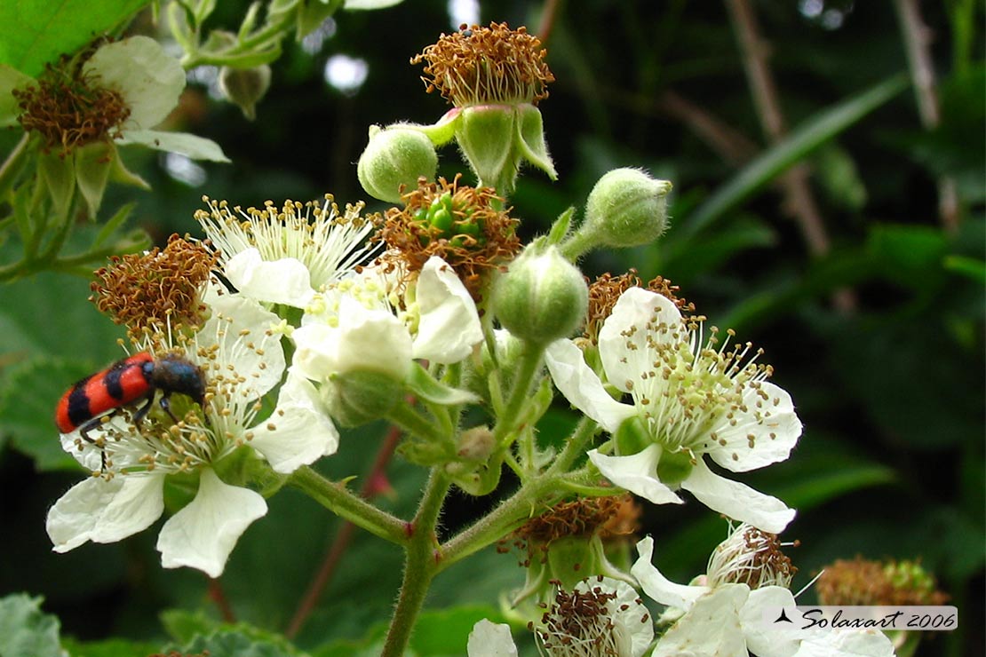 Rubus fruticosus  -  More