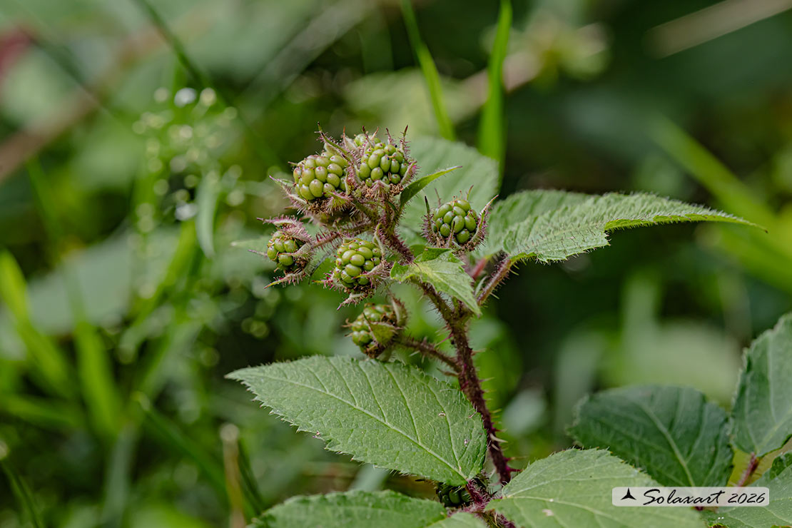 Rubus fruticosus - More