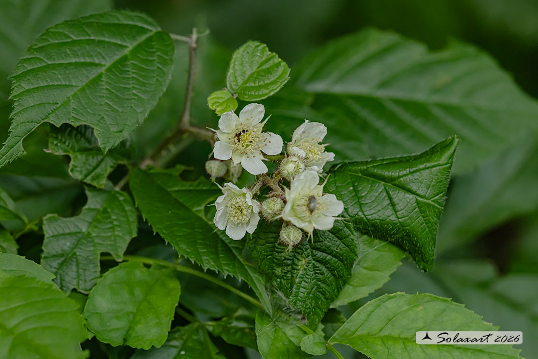 Rubus fruticosus - More
