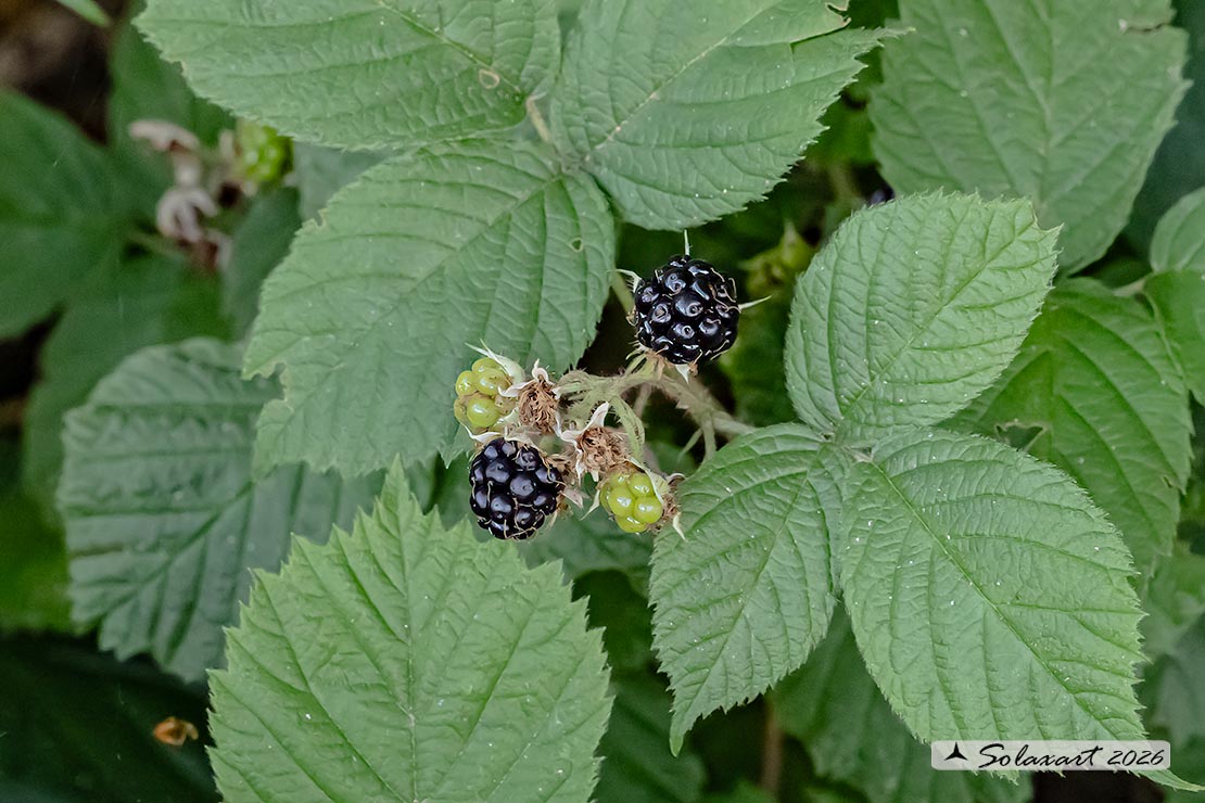 Rubus fruticosus - More