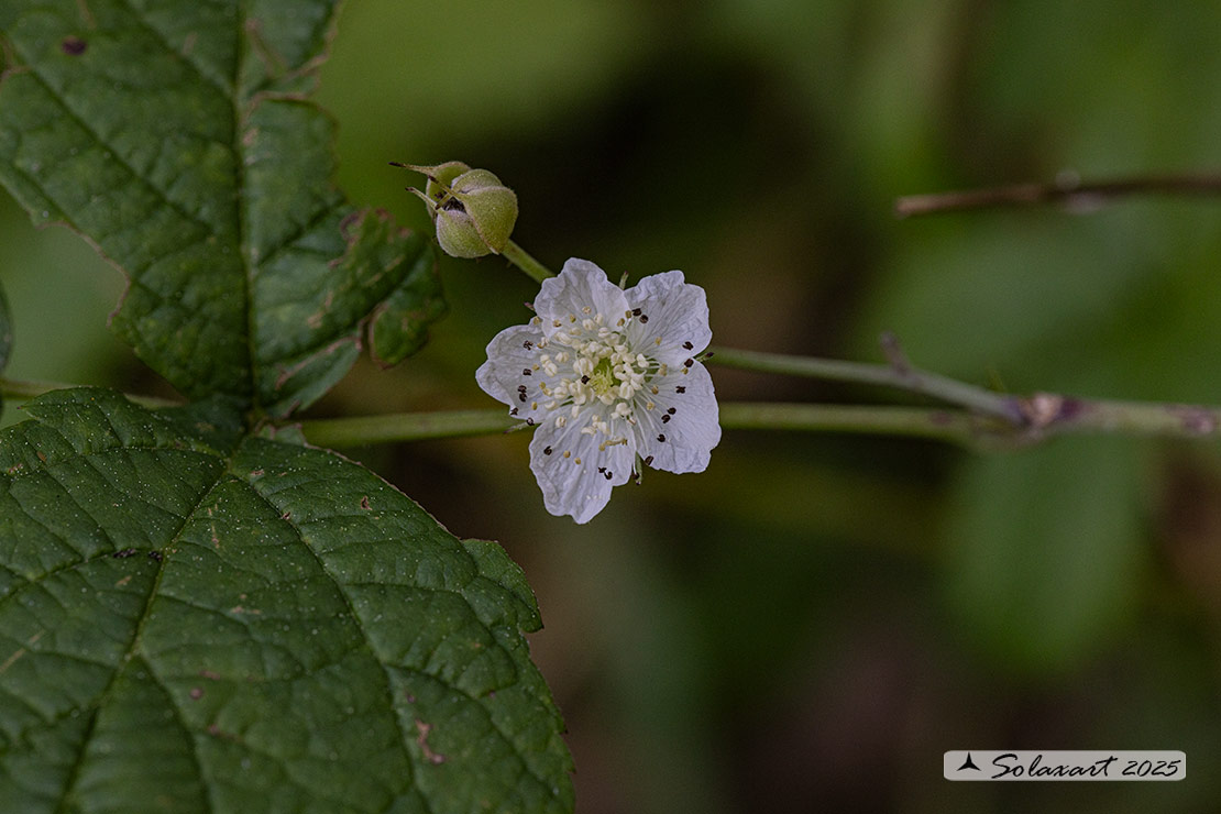 Rubus fruticosus - More