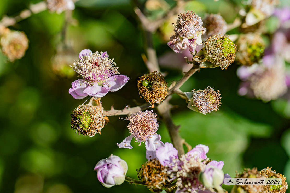Rubus fruticosus - More