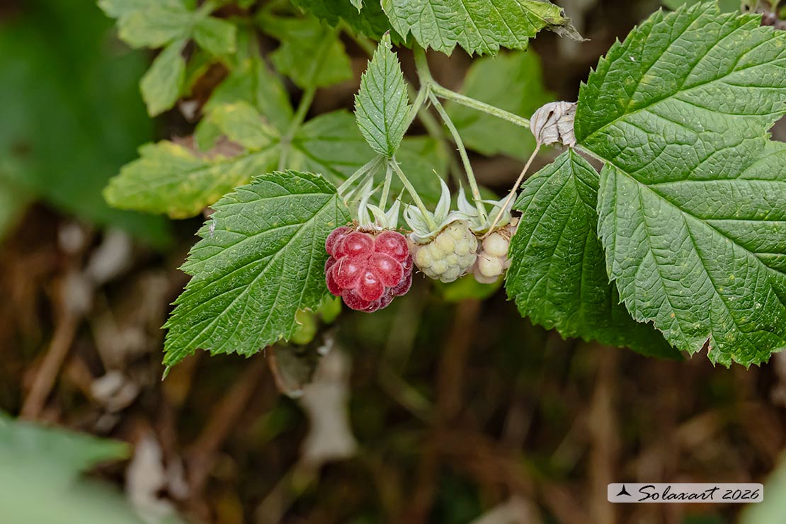 Rubus idaeus - Lampone