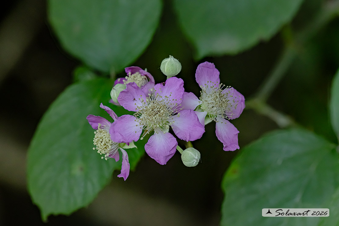 Rubus ulmifolius -  More