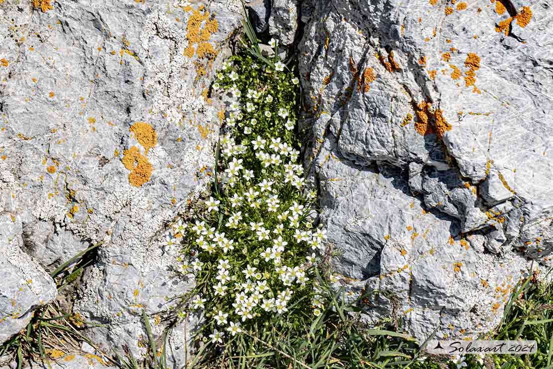 Sabulina verna - Minuartia primaverile
