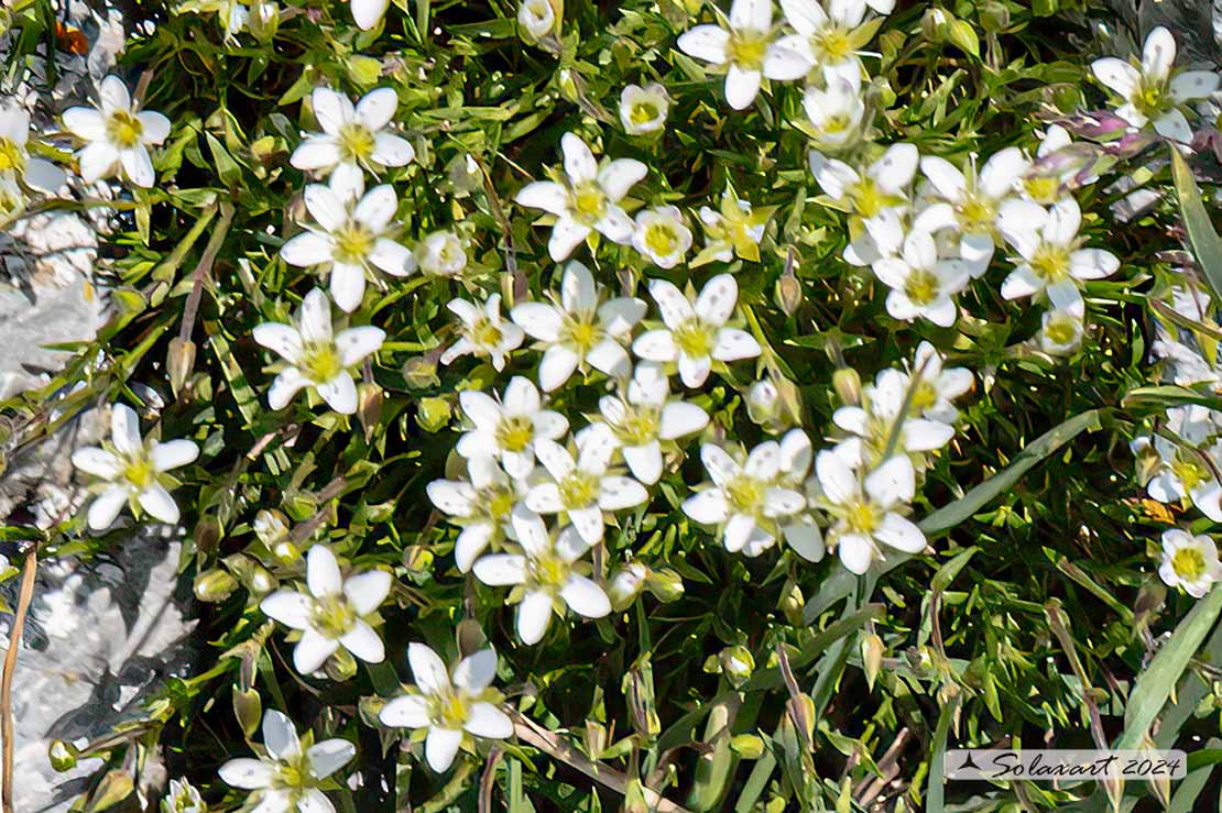 Sabulina verna - Minuartia primaverile