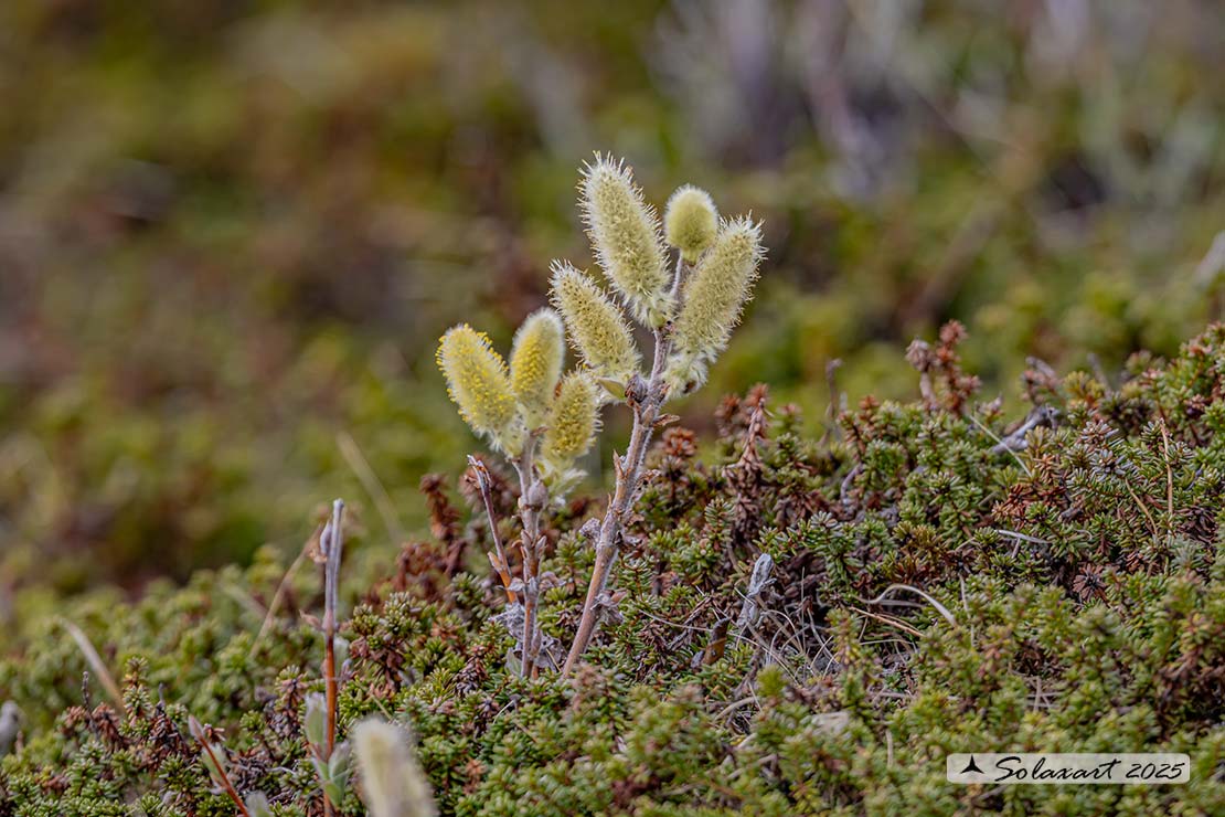 Salix caprea - Salice delle capre