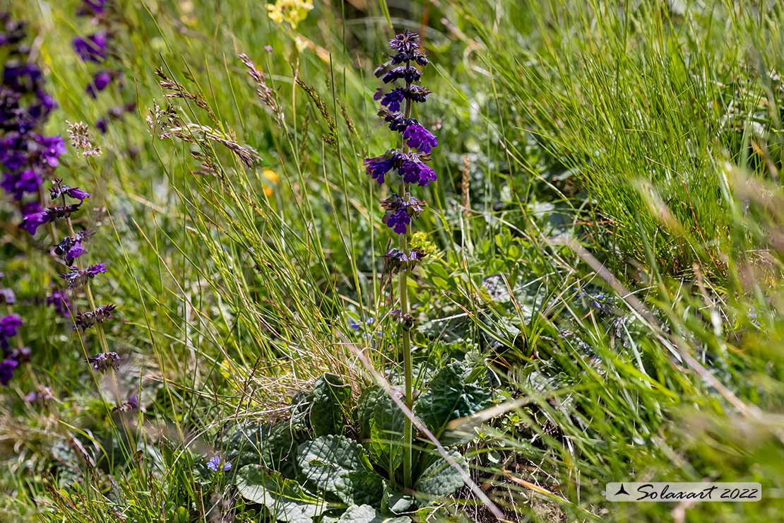 Salvia nemorosa 