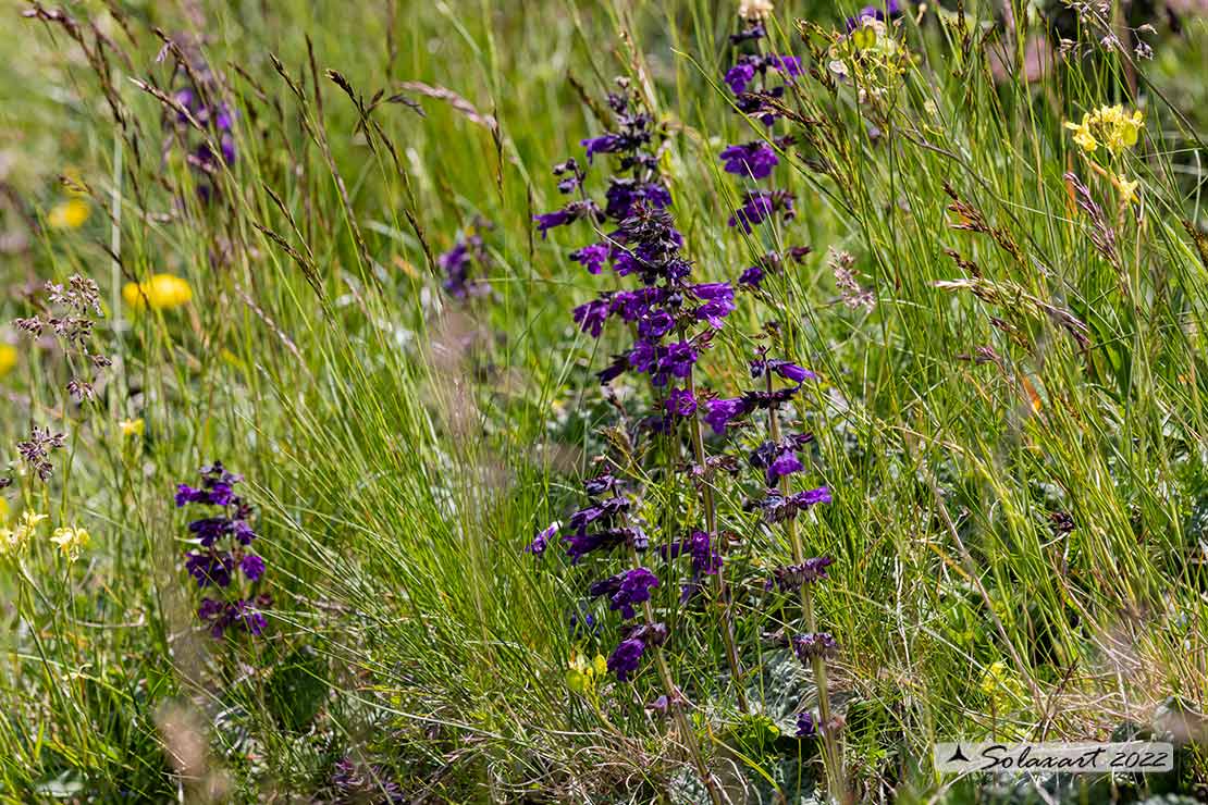 Salvia nemorosa 